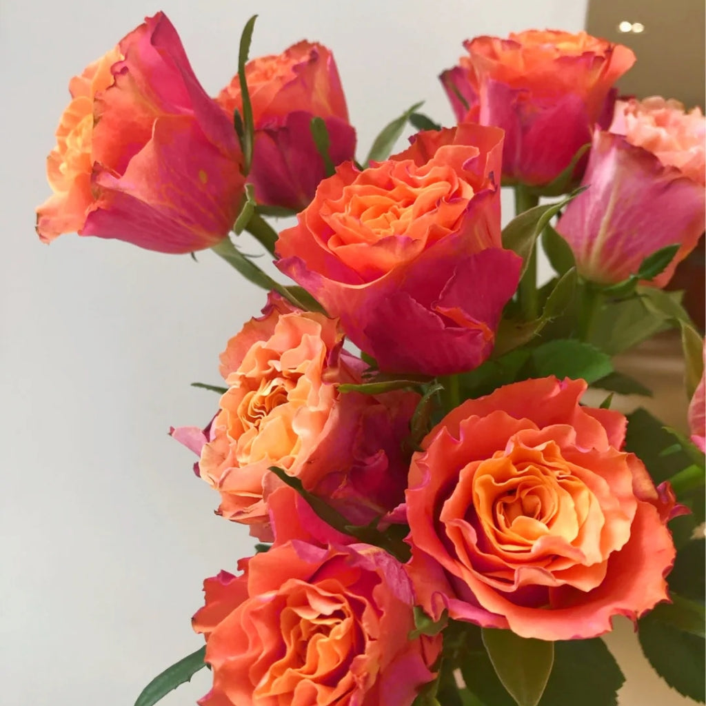 Jameson Roses Jamaica Rose – Rosesplant