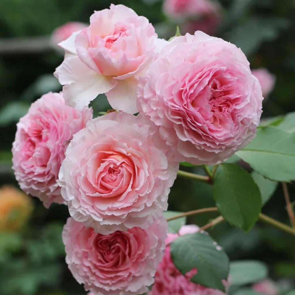 James Galway Rose