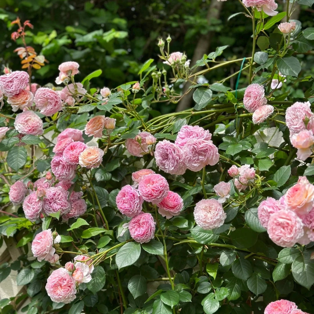 James Galway Rose