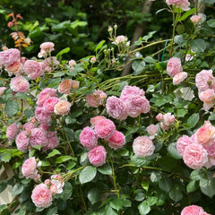 James Galway Rose