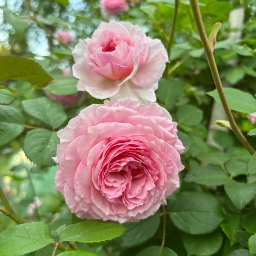 James Galway Rose