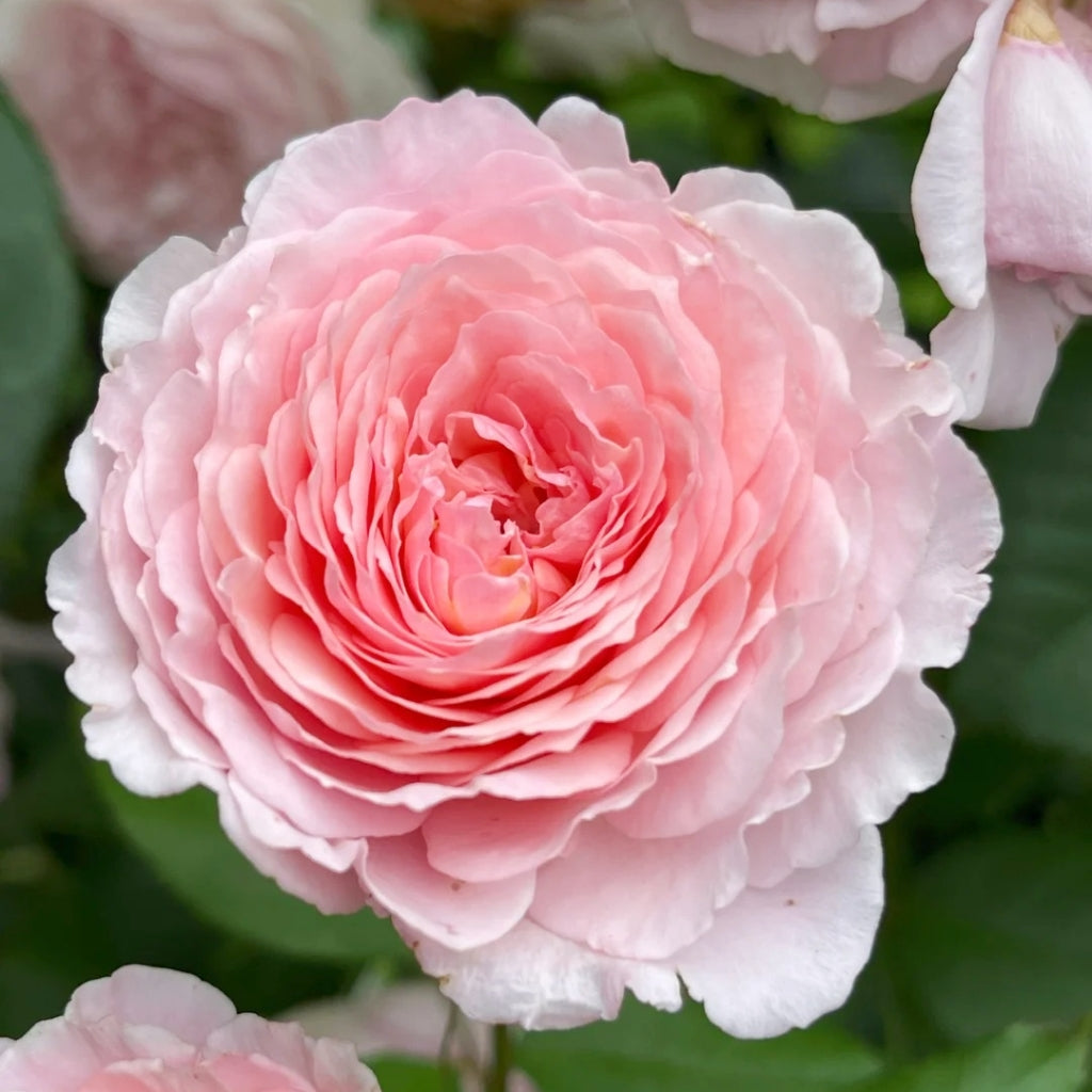 James Galway Rose