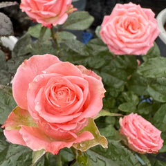 Janina Rose – Rosesplant