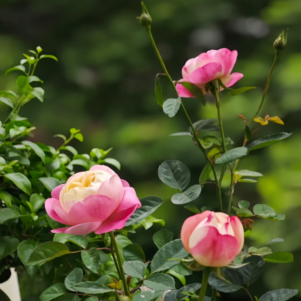 Japanese Mon Amour Rose