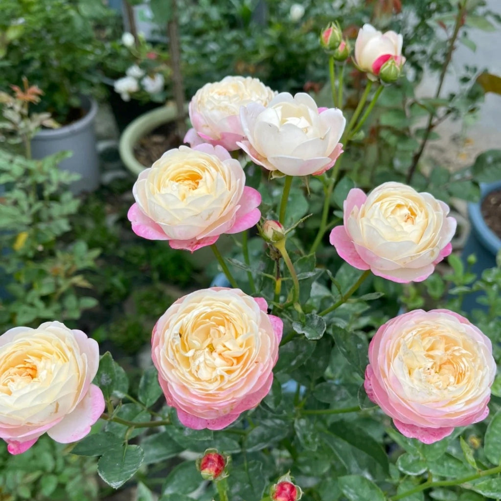 Japanese Mon Amour Rose