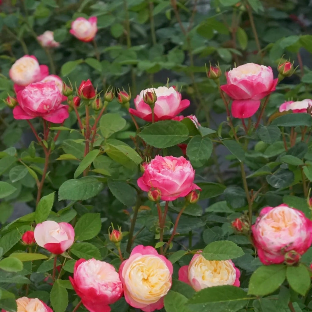 Japanese Mon Amour Rose