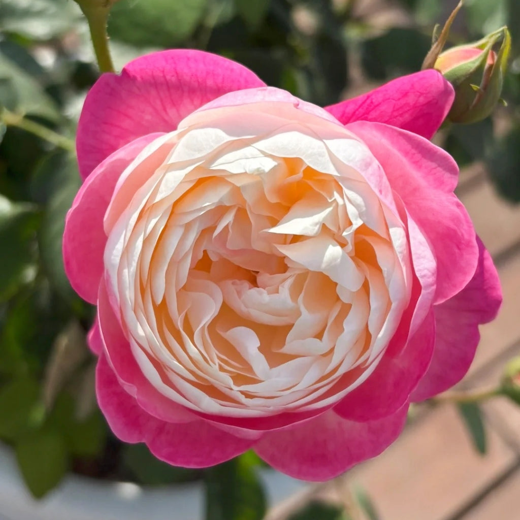 Japanese Mon Amour Rose