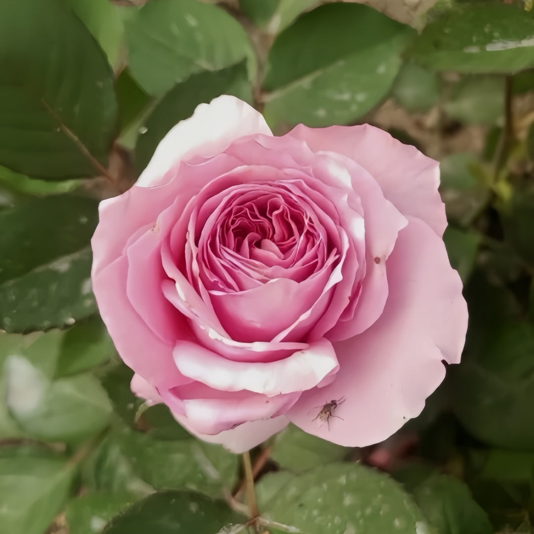 Jardin Parfumen Amoureuse