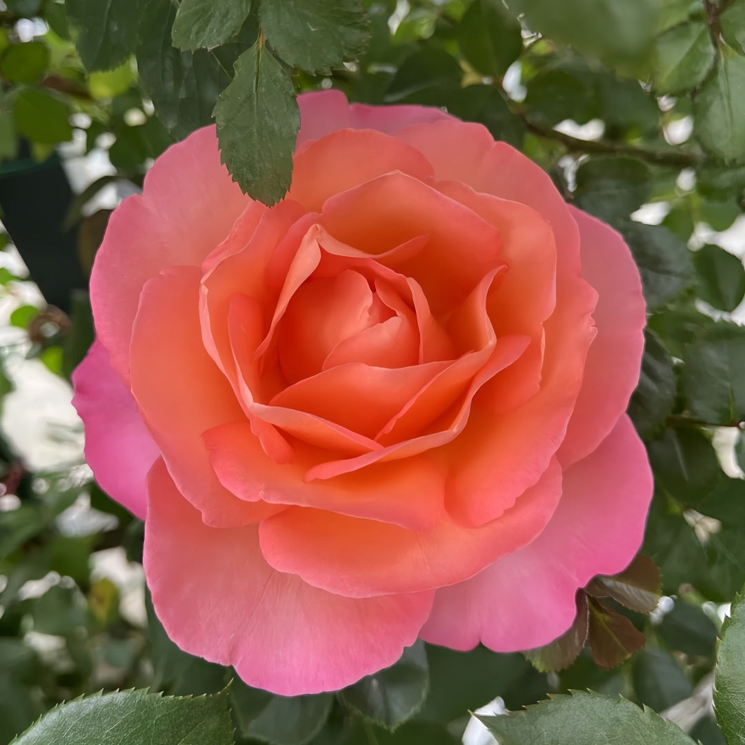 Jazz Festival Rose
