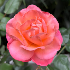 Jazz Festival Rose
