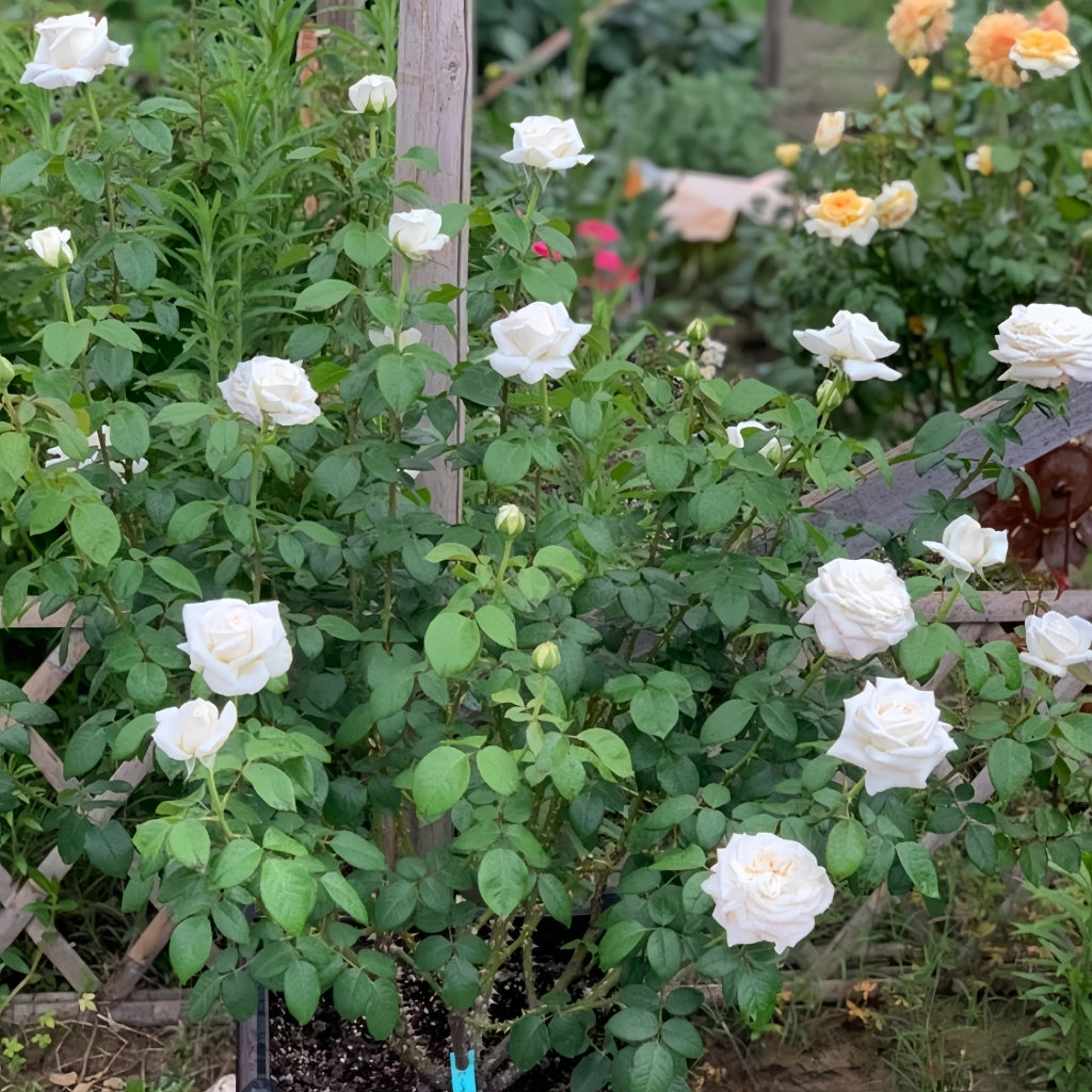 Jeanne Moreau Rose