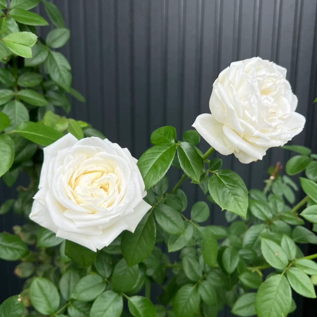 Jeanne Moreau Rose