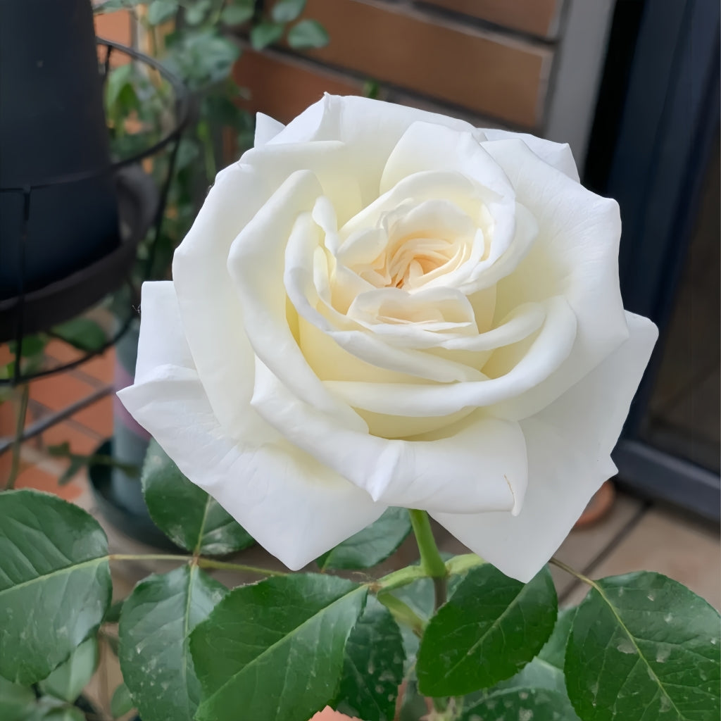 Jeanne Moreau Rose