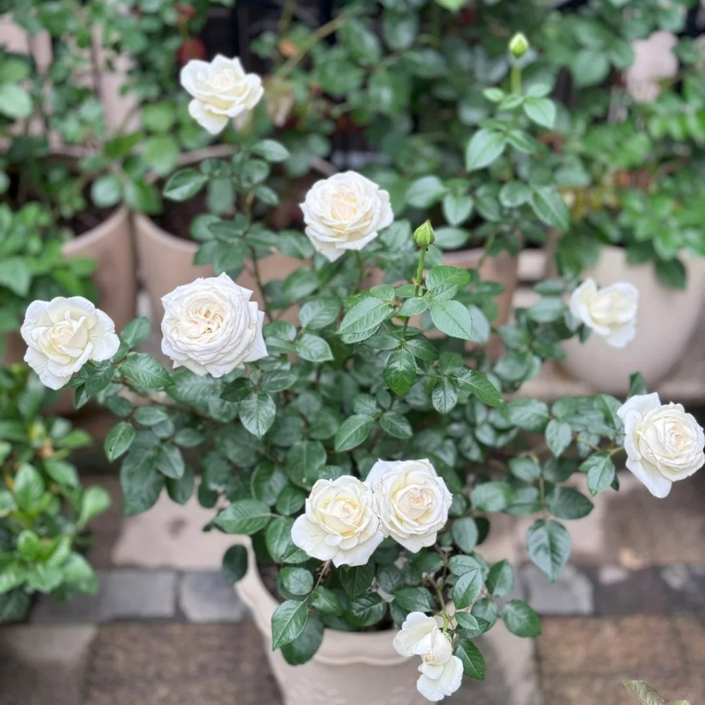 indoor white rose plant Jeanne Moreau Rose – Rosesplant