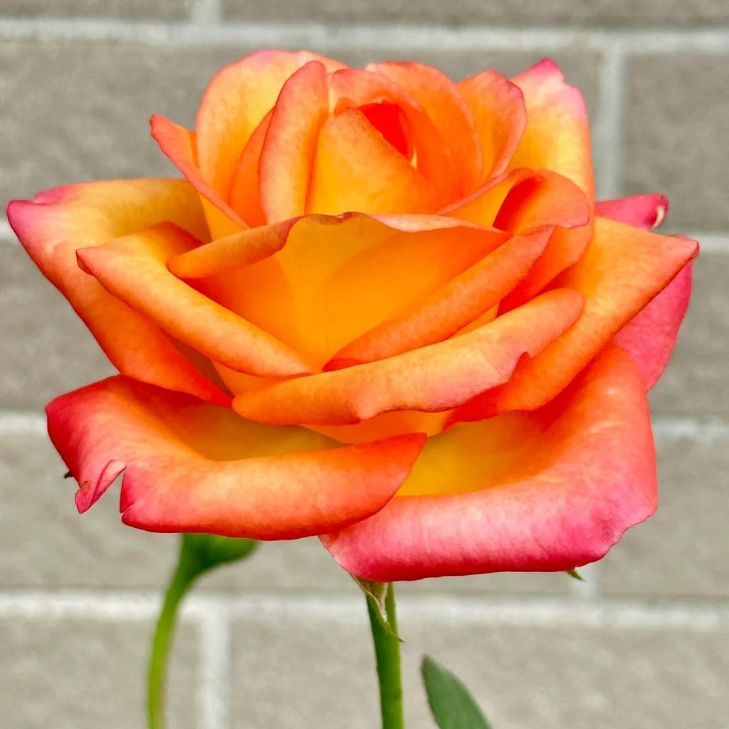 Jinhui Rose