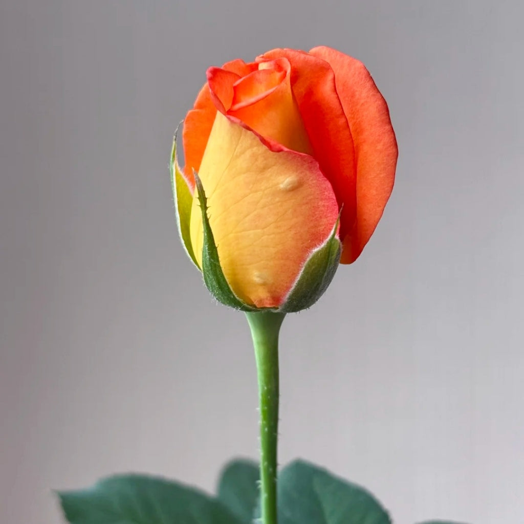 Jinhui Rose