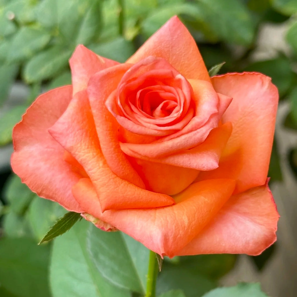 Jinhui Rose