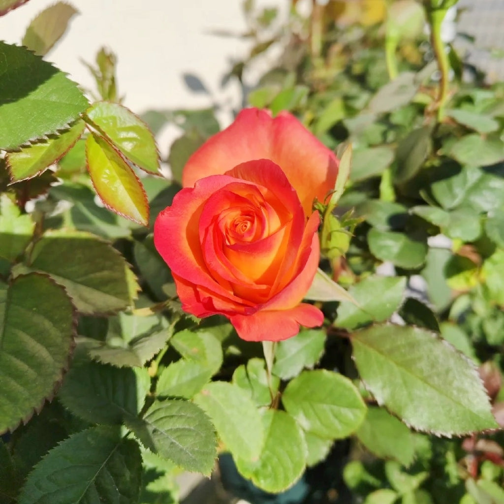 Jinhui Rose
