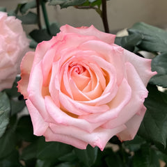 Joyce Rose