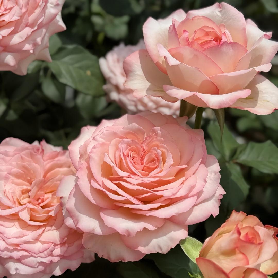 Joyce Rose