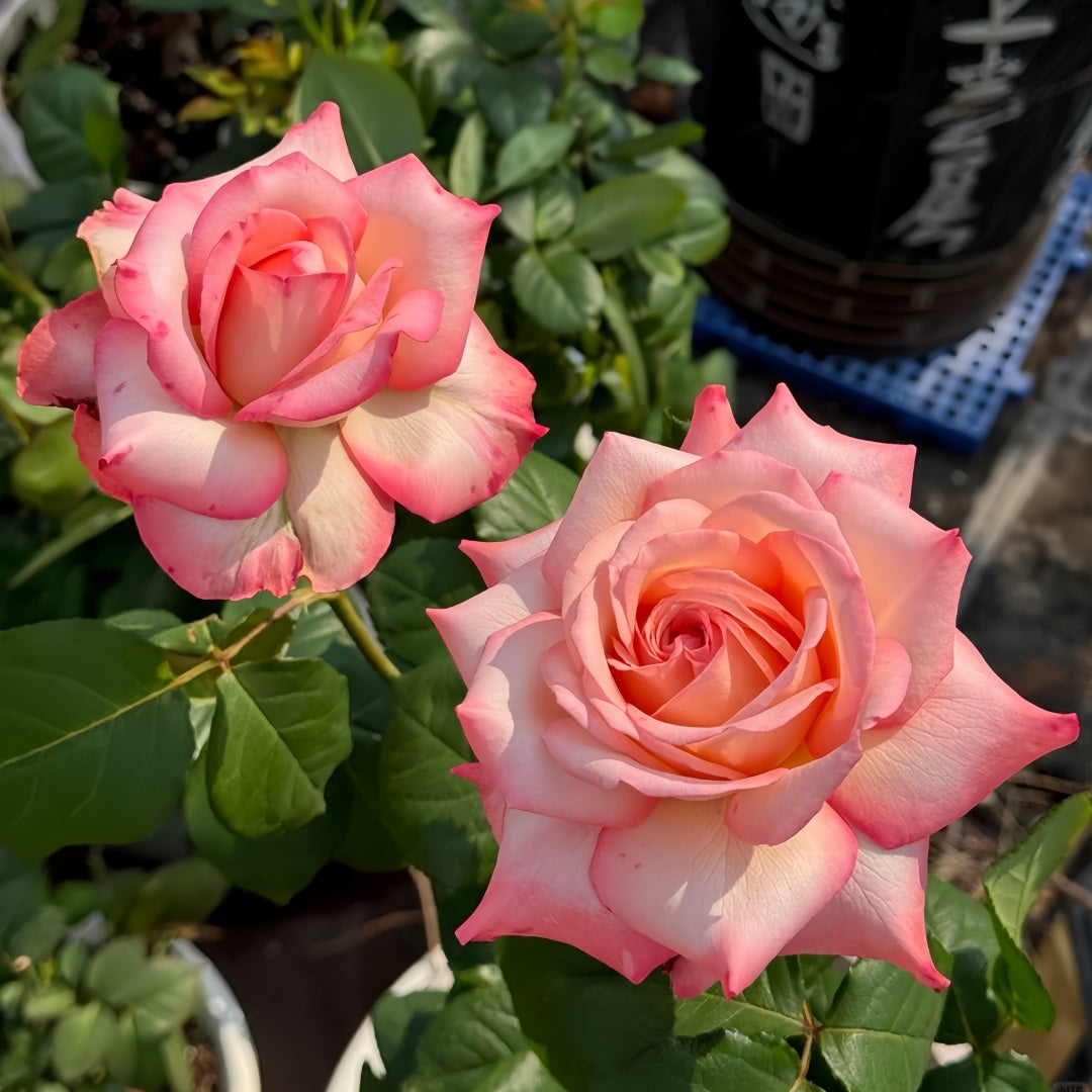 Joyce Rose