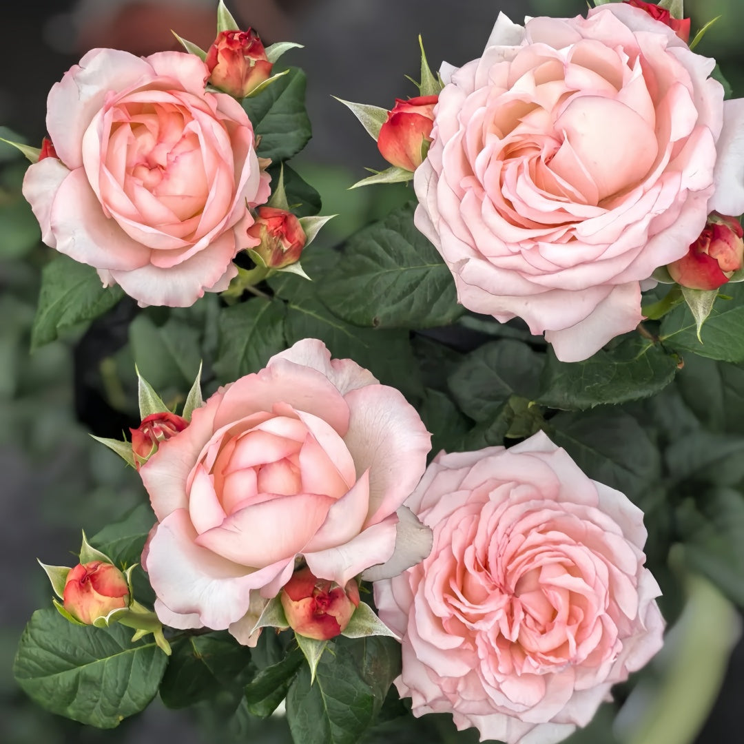Joyce Rose