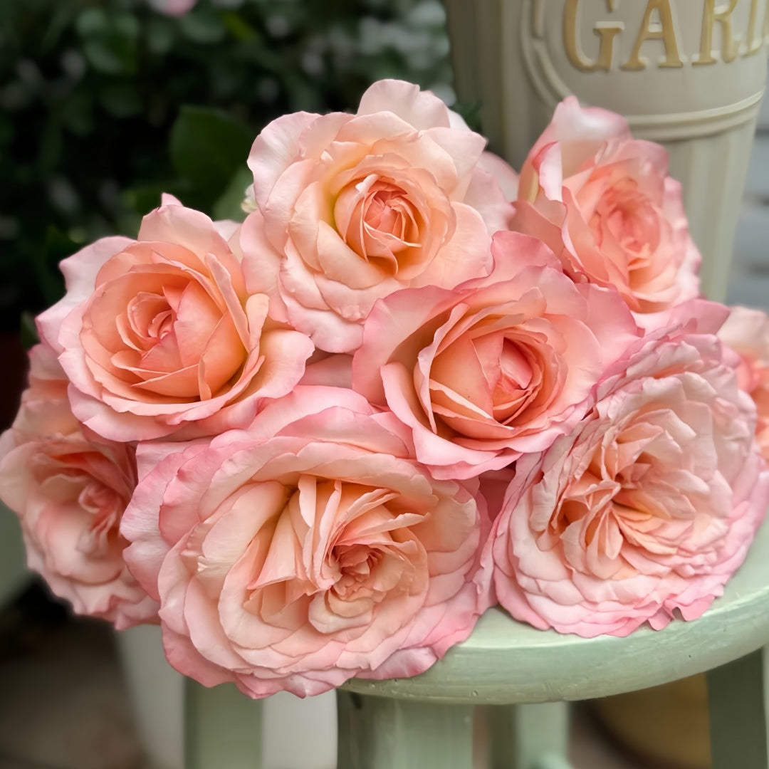 Joyce Rose