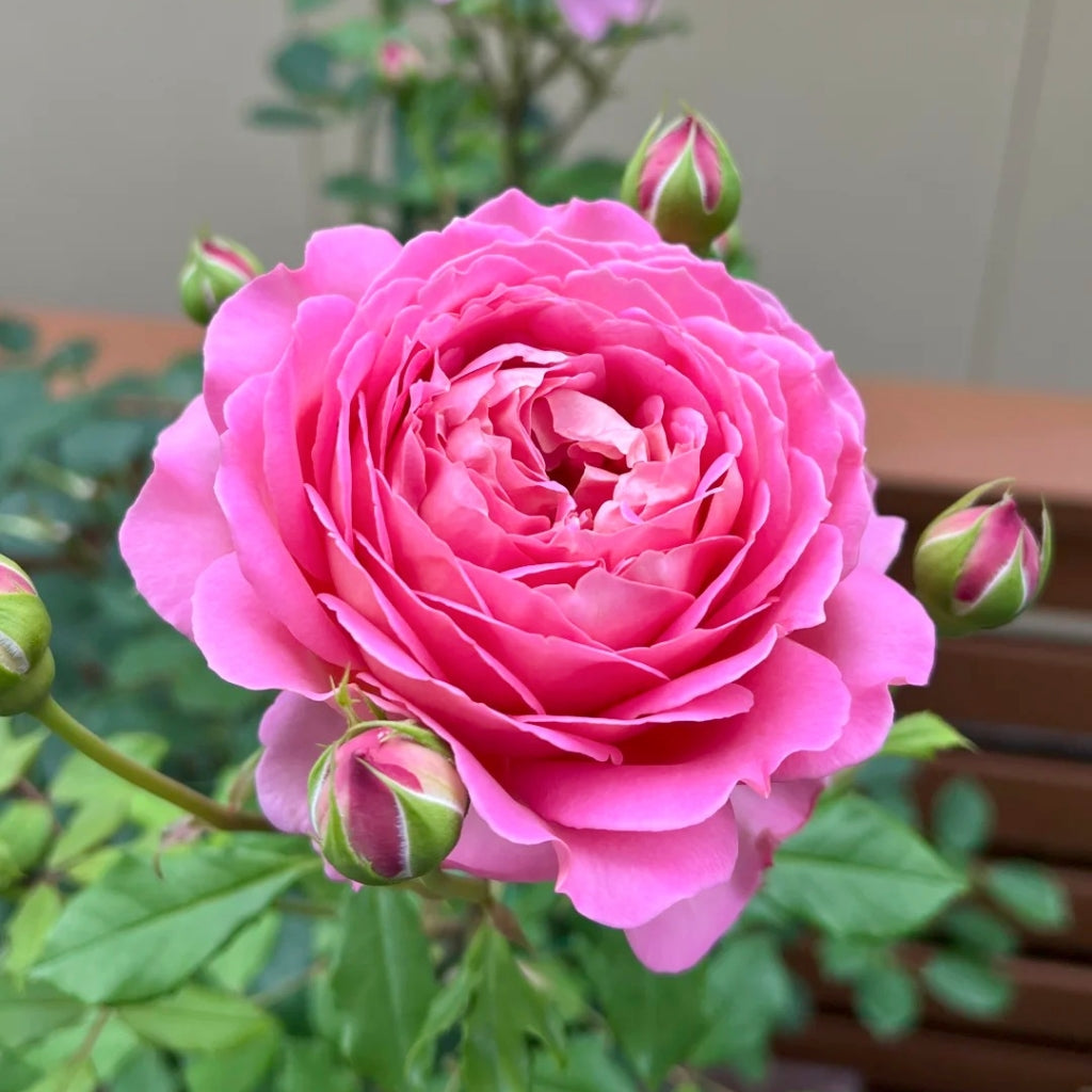 Jubilee Celebration Rose