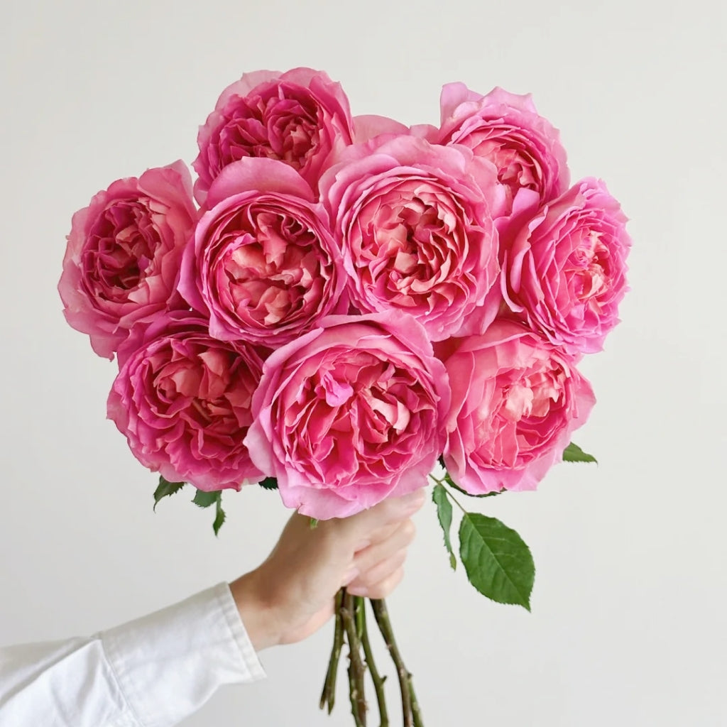 Jubilee Celebration Rose