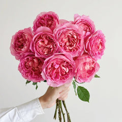 Jubilee Celebration Rose