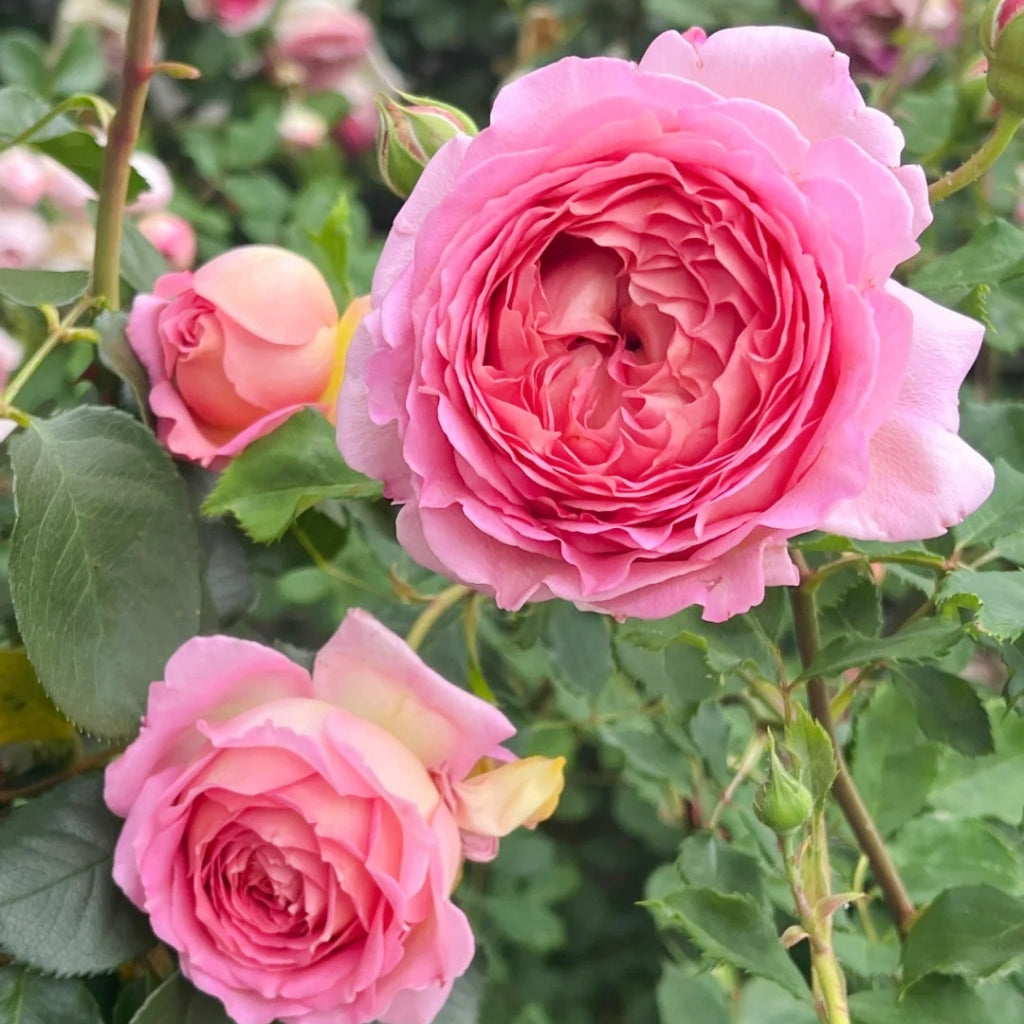 Jubilee Celebration Rose