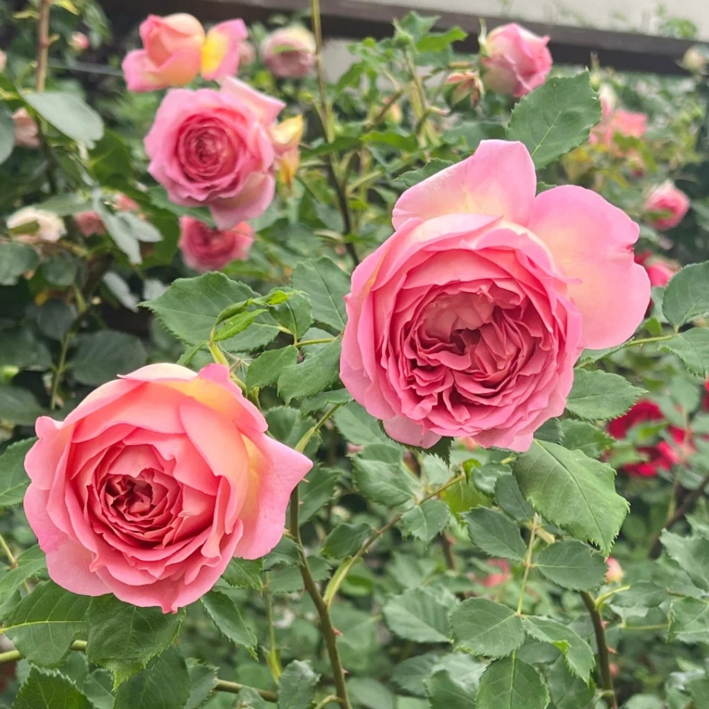 Jubilee Celebration Rose