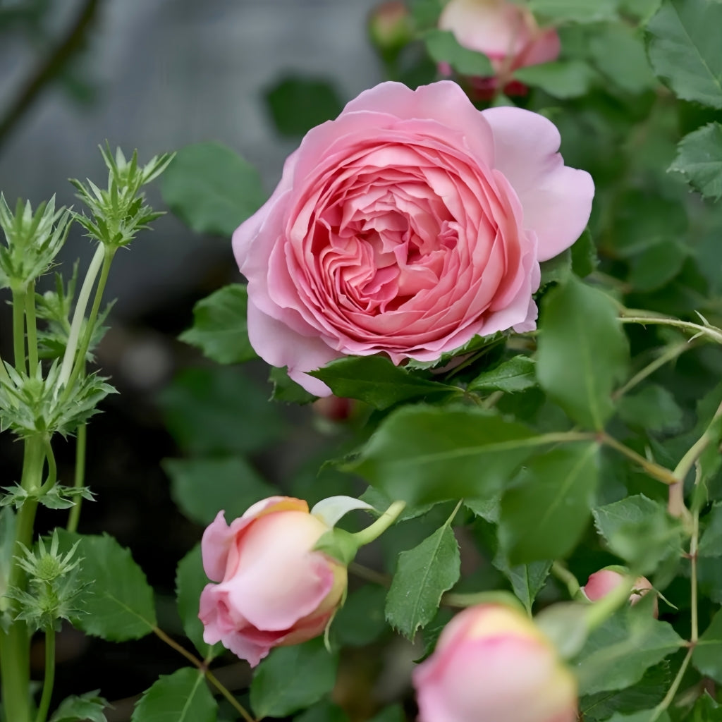 Jubilee Celebration Rose