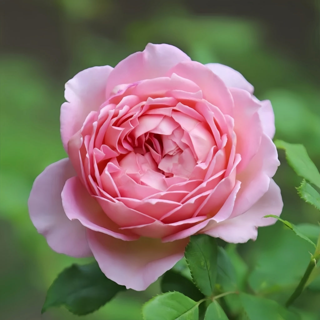 Jubilee Celebration Rose