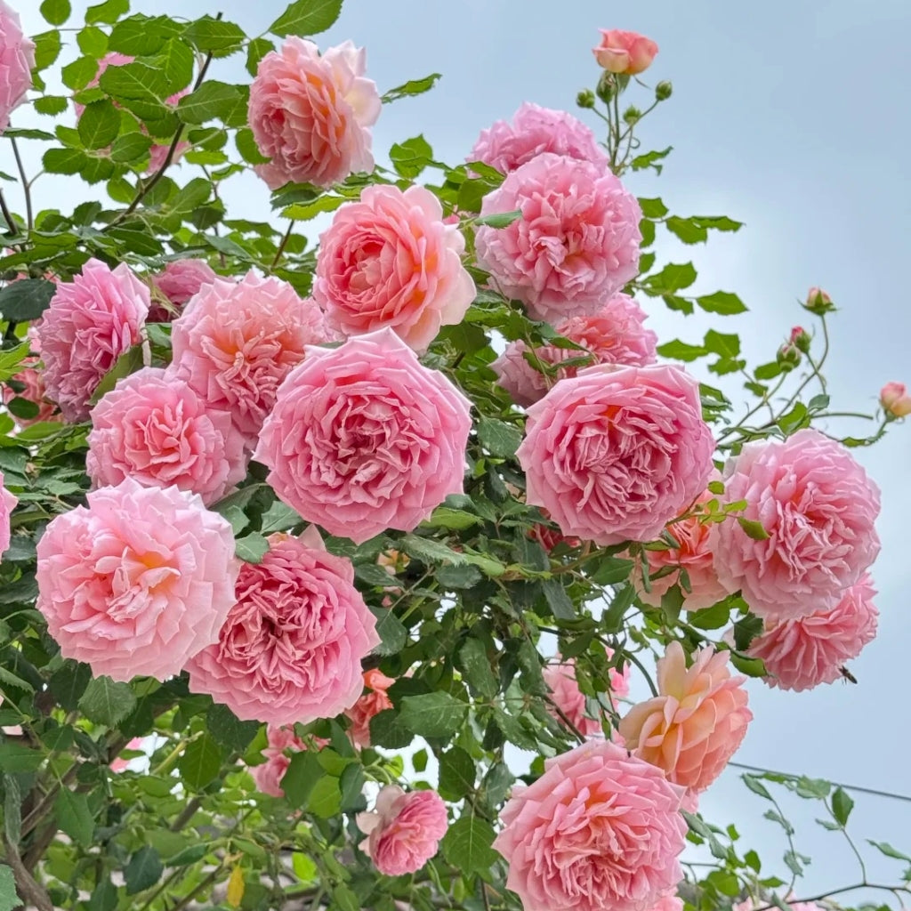 Jubilee Celebration Rose