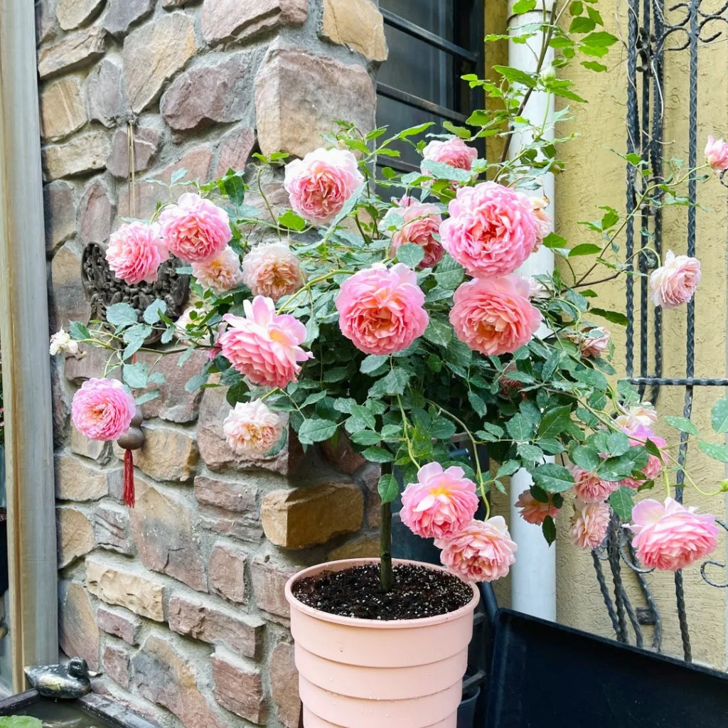 Jubilee Celebration Rose