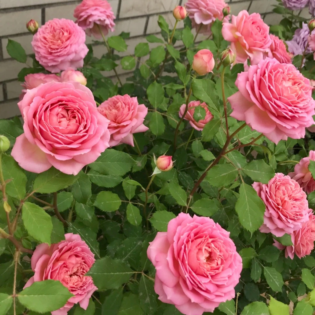 Jubilee Celebration Rose