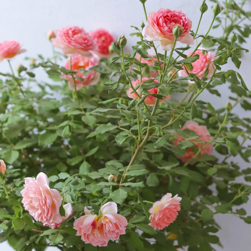 Jubilee Celebration Rose