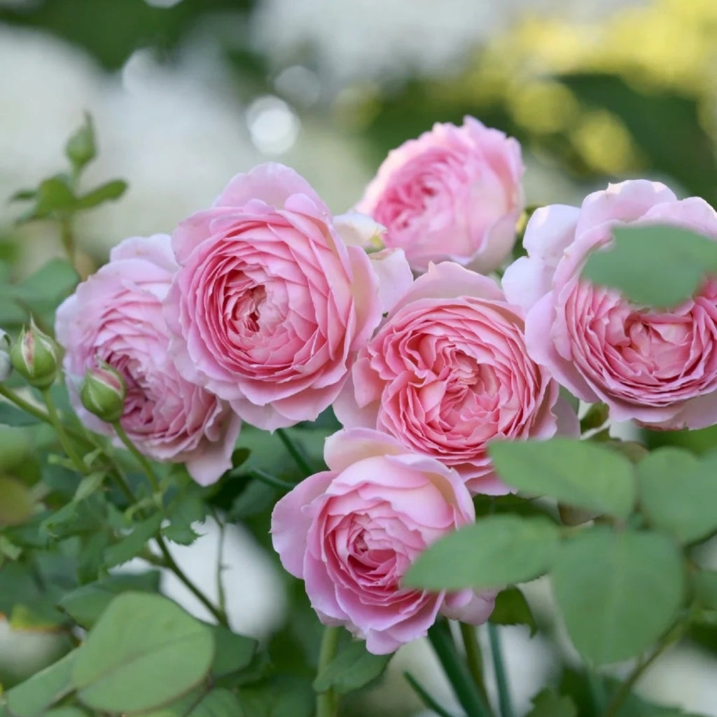 Jubilee Celebration Rose