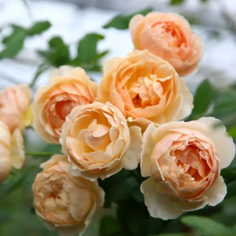 Obscure Roses Map Jude the Obscure Rose | Fragrant Apricot English Shrub Rose by David ...