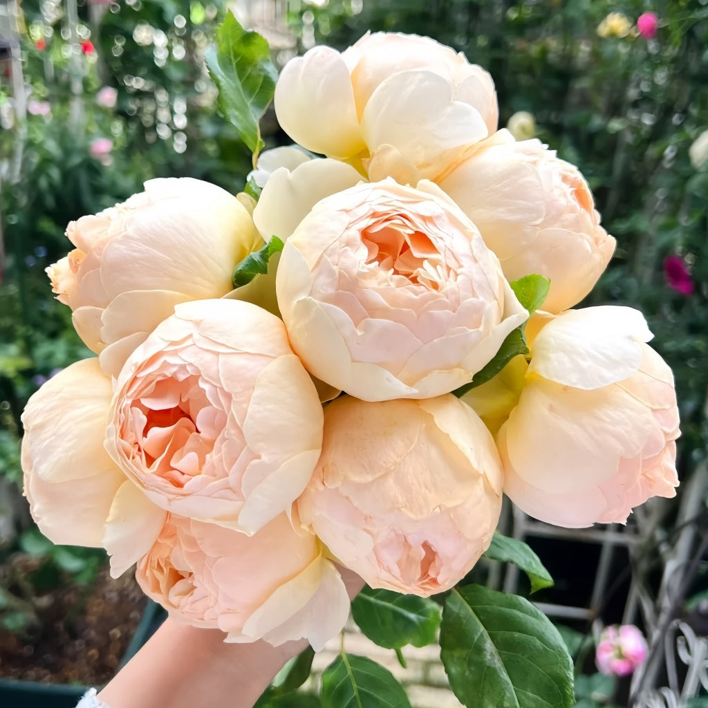 Obscure Roses Map Jude the Obscure Rose | Fragrant Apricot English Shrub Rose by David ...