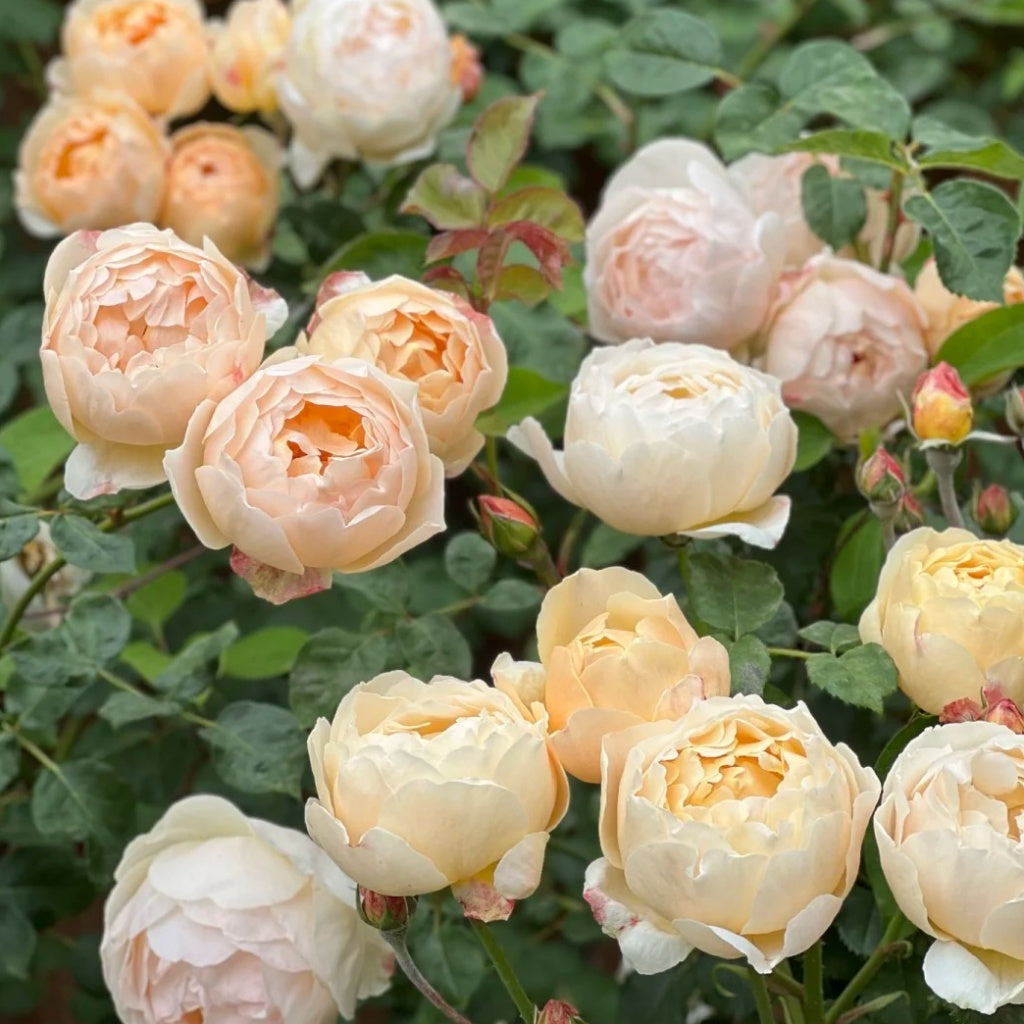 Obscure Roses Map Jude the Obscure Rose | Fragrant Apricot English Shrub Rose by David ...