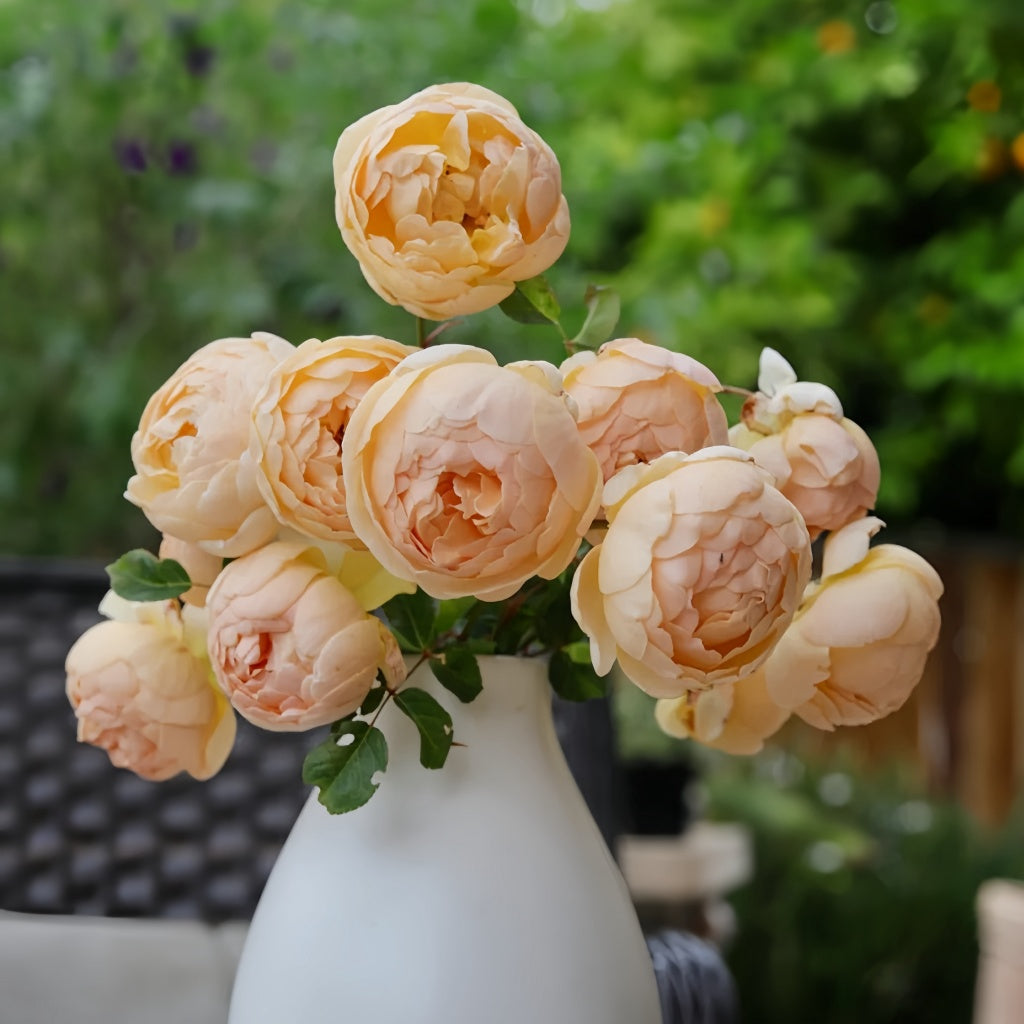 jude rose seeds Jude the Obscure | David Austin Roses | English Shrub Rose