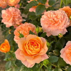 Juicy Terrazza Rose