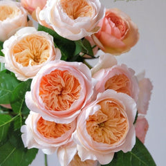 Apricot-pink Juliet rose bouquet with green leaves, soft lighting - Rosesplant