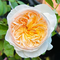 Juliet Rose – Romantic Peach Blooms with Long Vase Life & Light ...