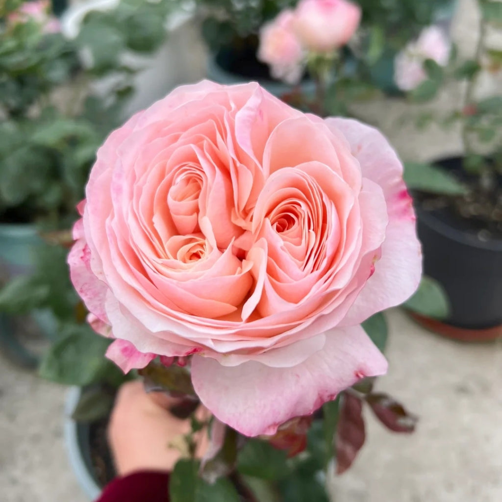 Katherine Rose