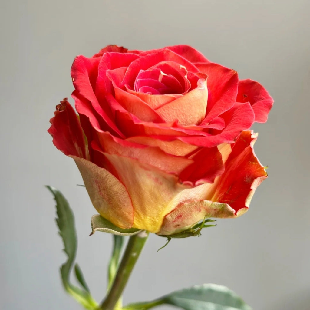 Kayn Rose