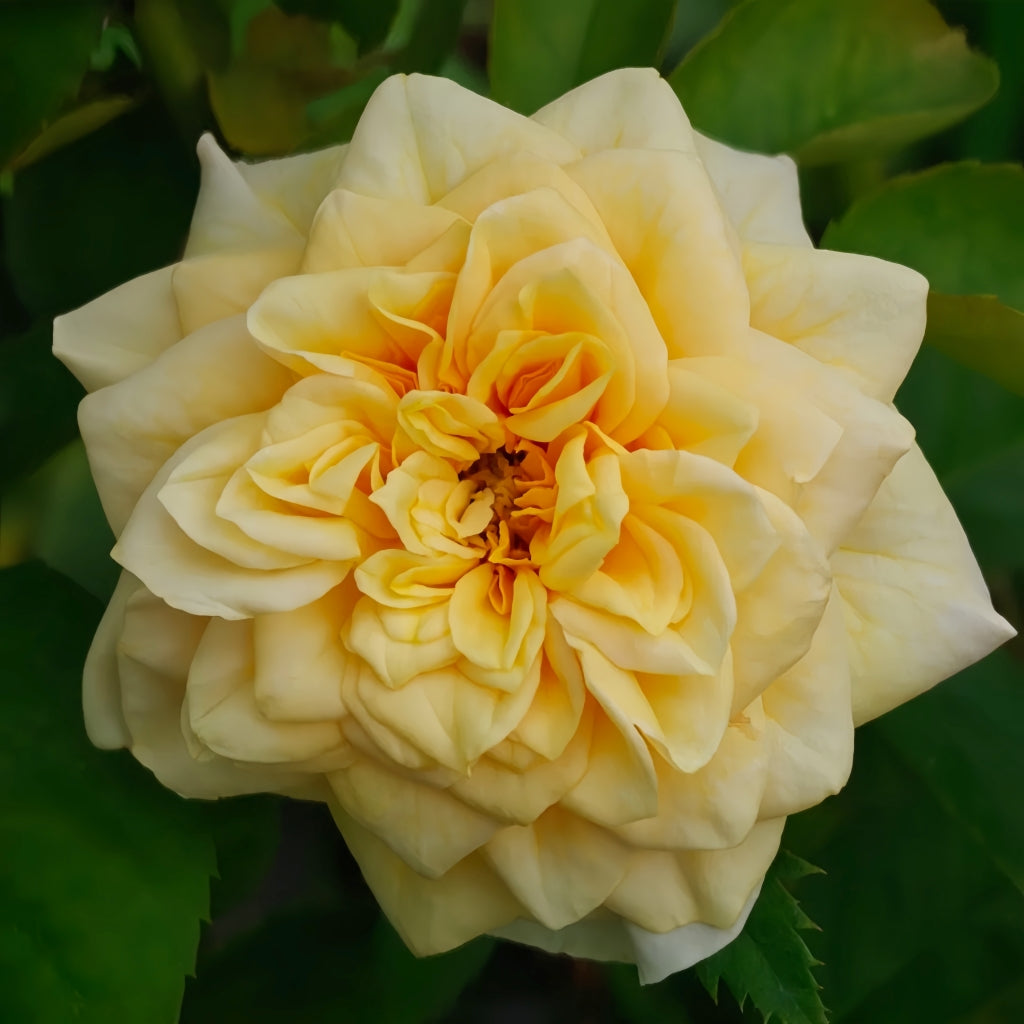 Croose An Roses King's Cross Rose – Rosesplant