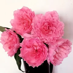 Koharu Rose